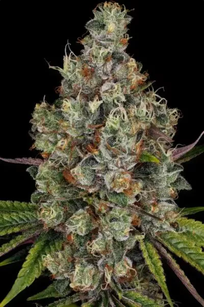 Rainbow Road cannabis strain photo with a black background