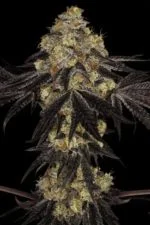 Acid cannabis strain photo with a black background