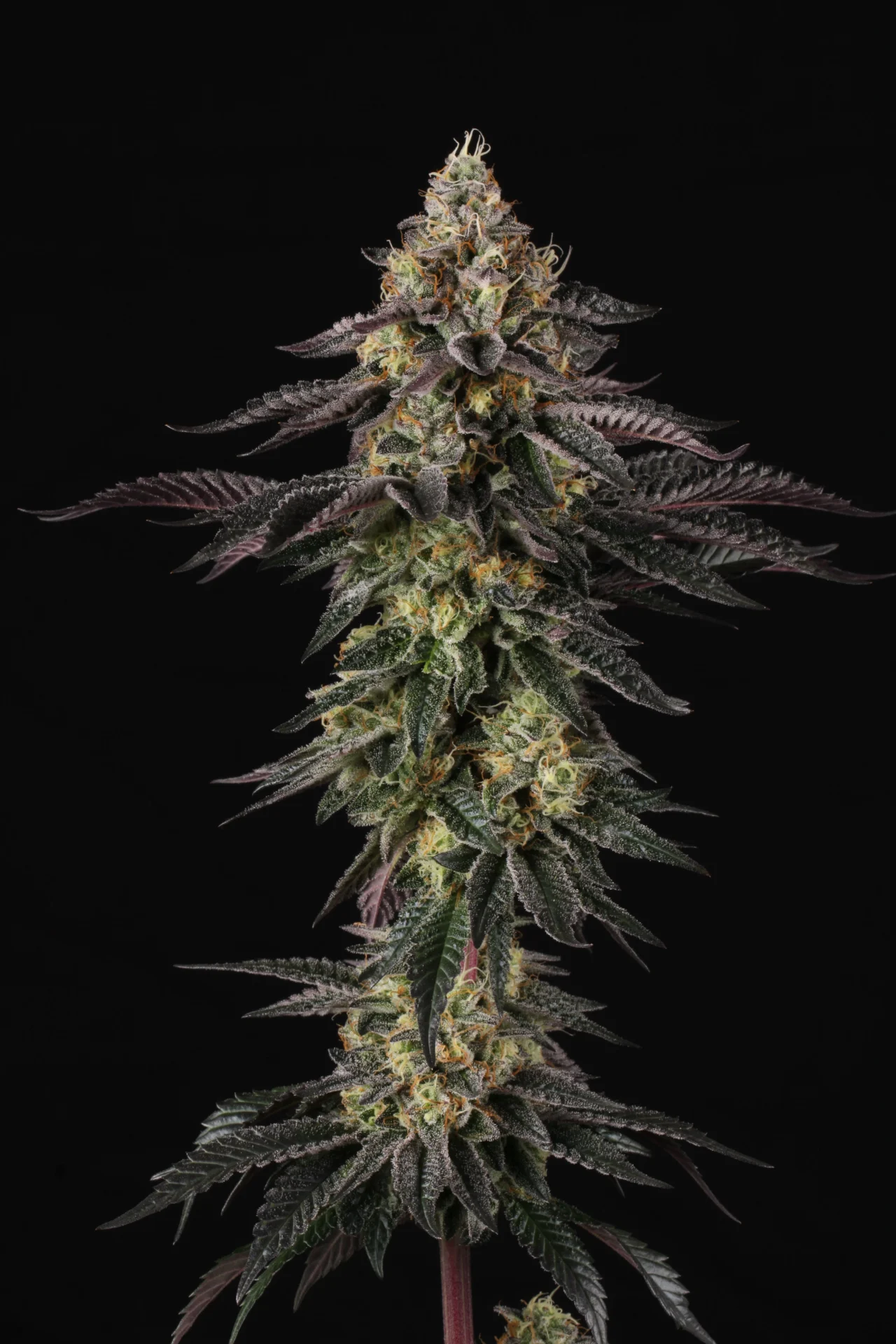Sunset Paradise | Paradise Seeds Webshop
