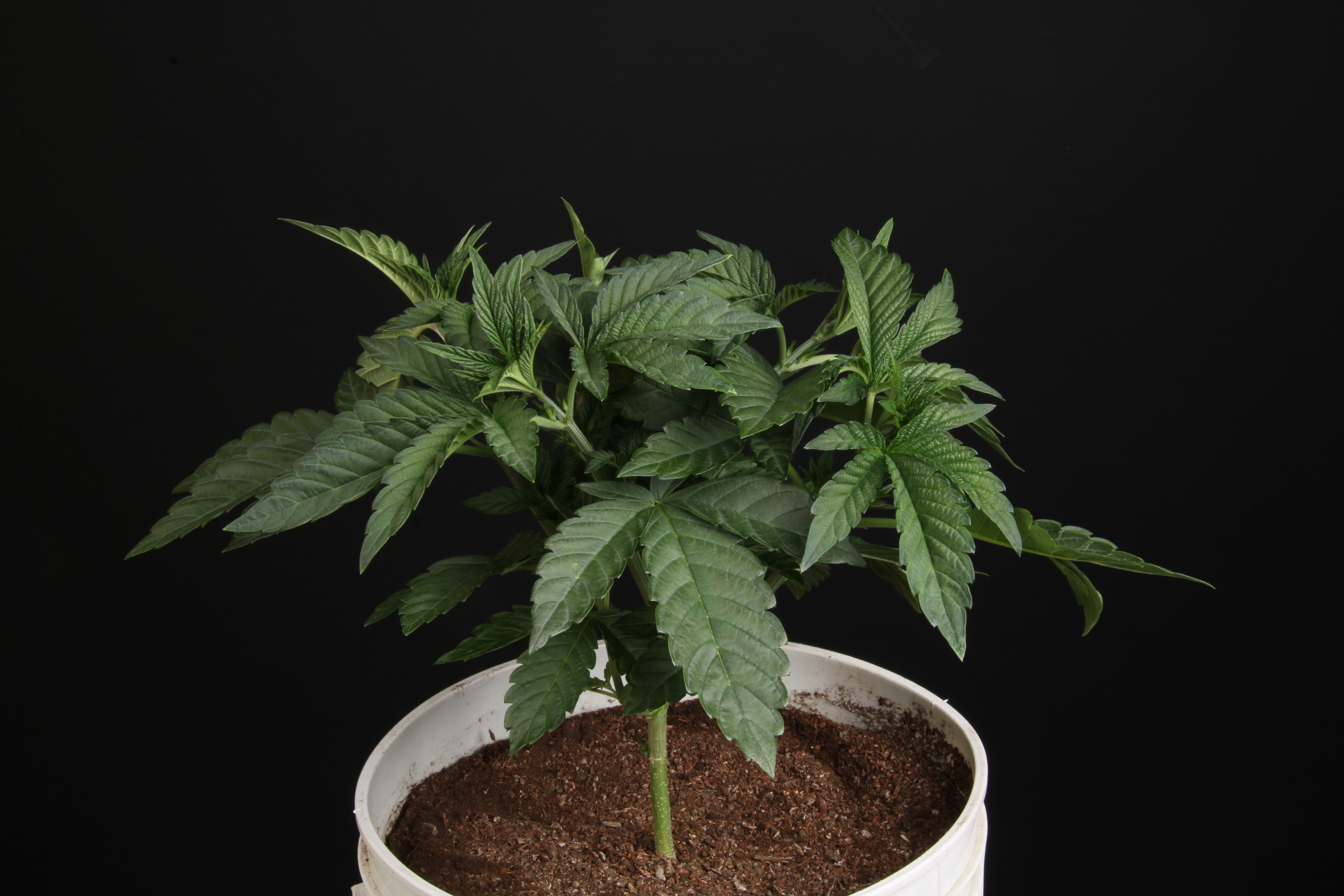 Growing marijuana in plant pots- Alchimia Grow Shop