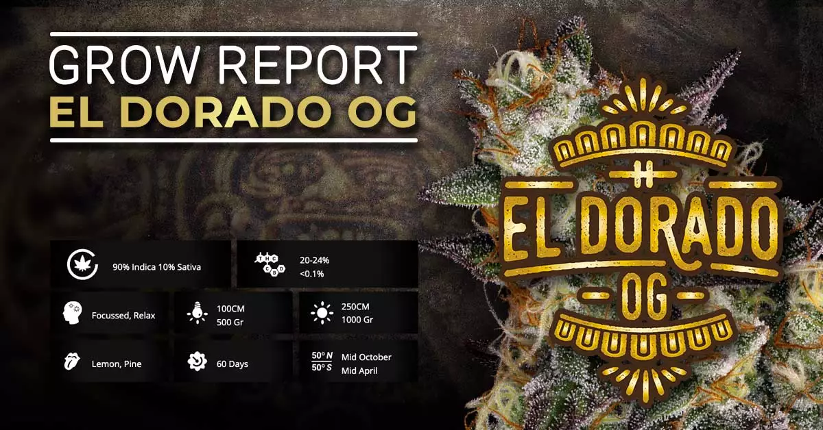 El Dorado OG Cannabis Grow Report