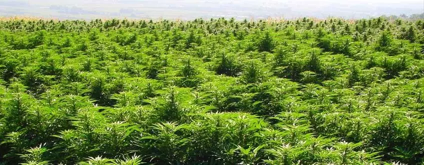 Coltivazioni Outdoor Cannabis: Latitudini Sud
