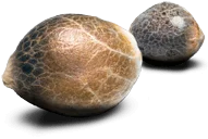 Über Paradise Seeds | Paradise Seeds Webshop Über Paradise Seeds | Paradise Seeds Webshop