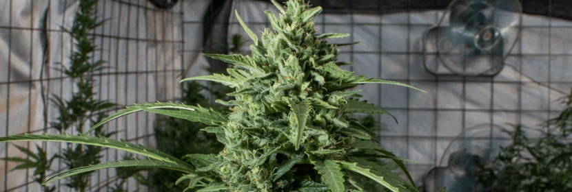 Why Are Autoflower Cannabis Plants So Easy To Grow?