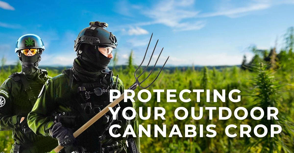 Protecting Your Outdoor Cannabis Crop