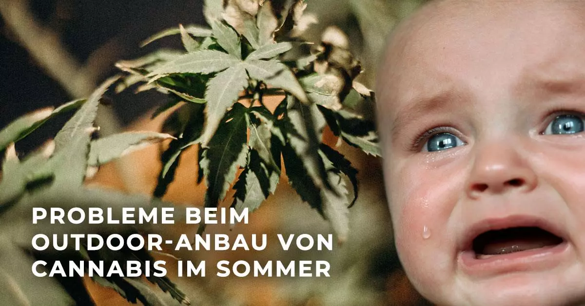 Probleme beim Outdoor-Anbau von Cannabis im Sommer