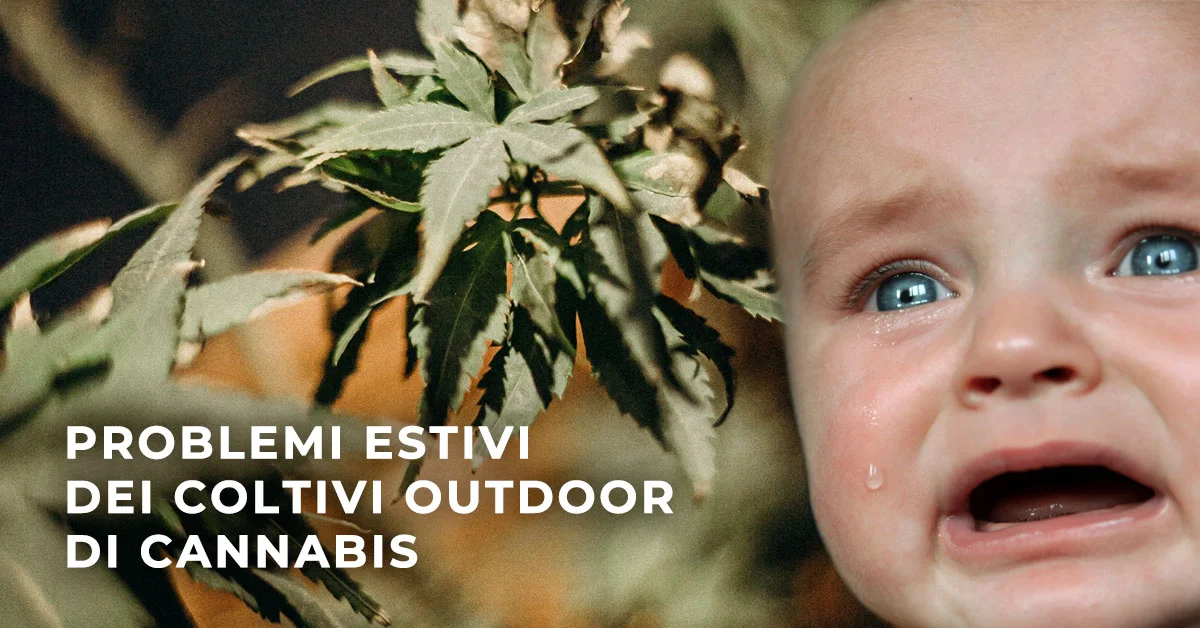 Problemi Estivi dei Coltivi Outdoor di Cannabis