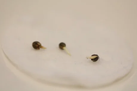 Germination Cannabis Seed step 2