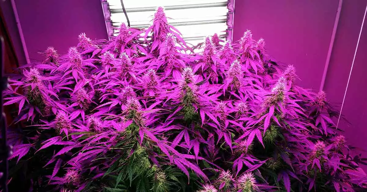 How cannabis plants use light for big yields