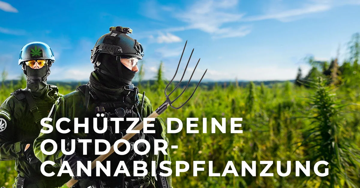 Schutze Deine Outdoor Cannabispflanzung