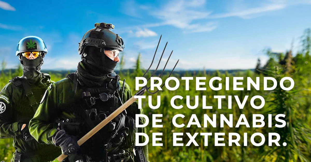Protegiendo tu cultivo de cannabis de exterior