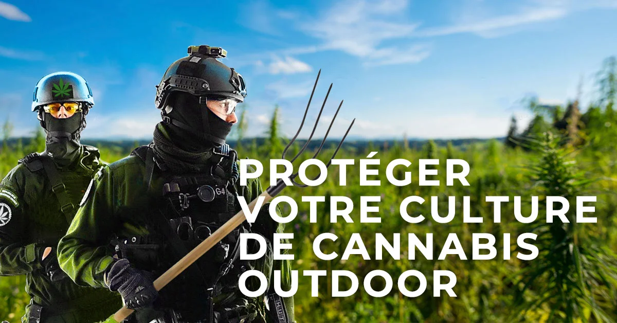 Proteger votre Culture de Cannabis Outdoor