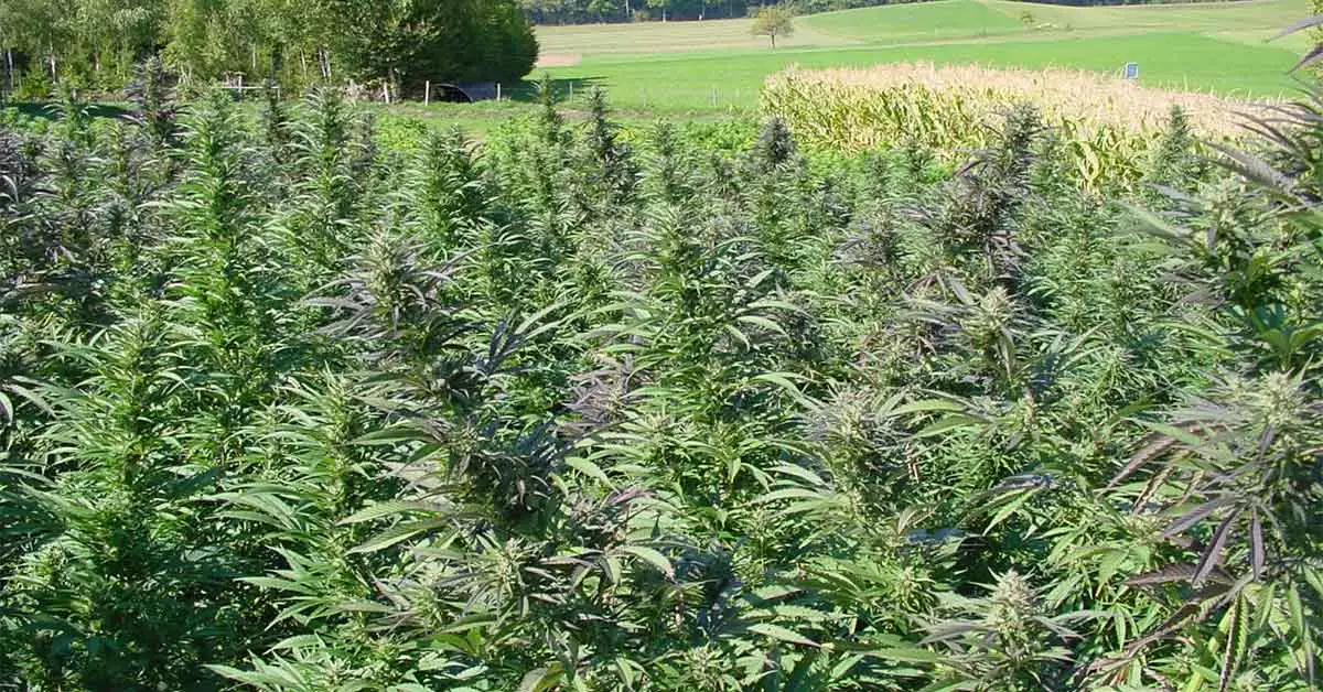 A Guide to Harvesting Outdoor Cannabis