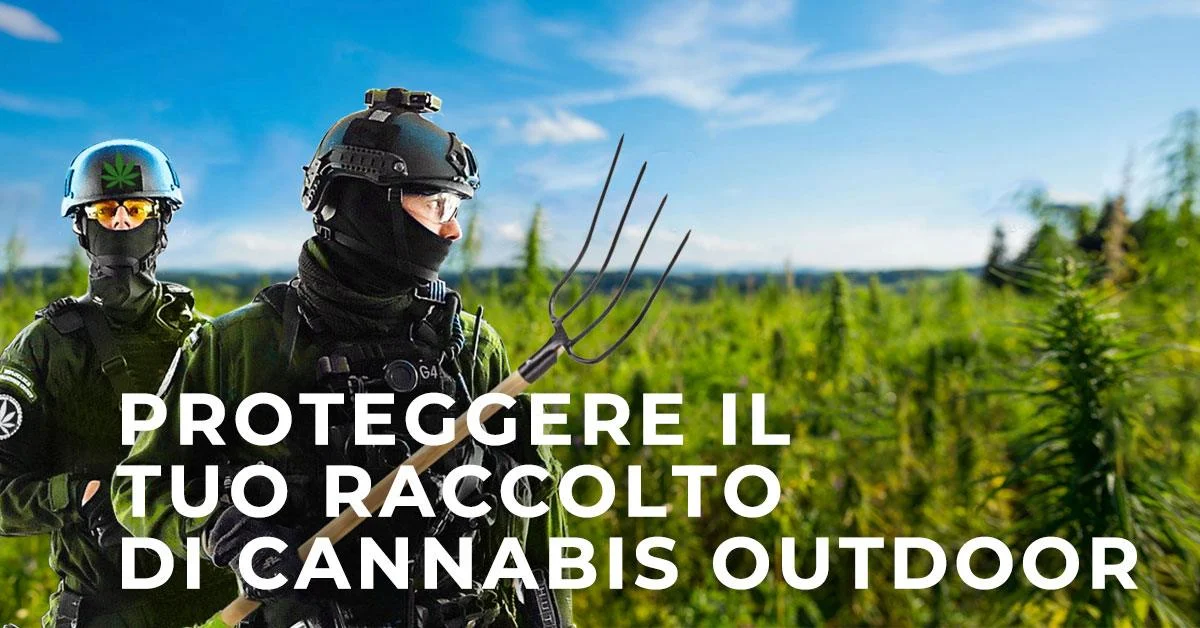 Proteggere il tuo Raccolto di Cannabis Outdoor