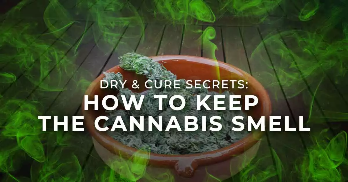 Dry snd Cure Secrets Cannabis Smell