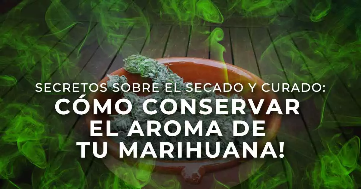 Secretos sobre el secado y curado: cómo conservar el aroma de tu marihuana!