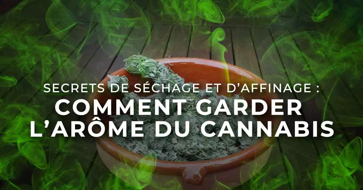 Secrets de Séchage et d’Affinage : Comment garder l’arôme du Cannabis