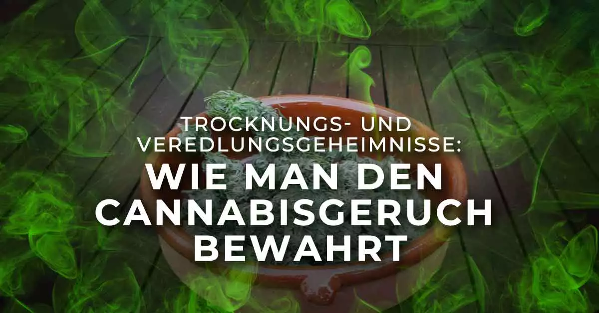 Trocknungs- und Veredlungsgeheimnisse: Wie man den Cannabisgeruch bewahrt