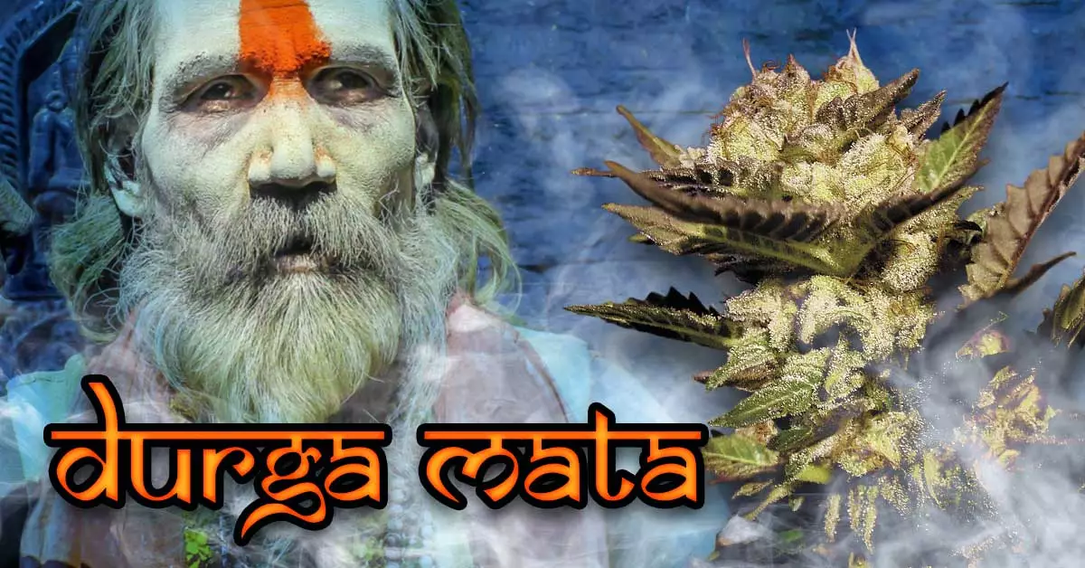 Durga Mata cannabis strain