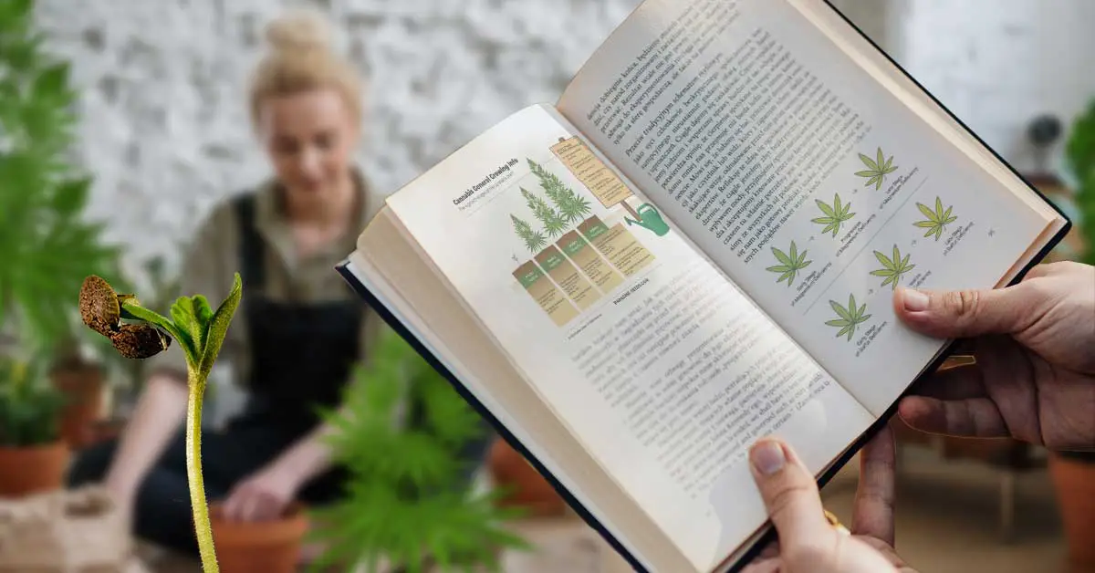 We man Cannabis anbaut -  ein Leitfaden für Anfänger