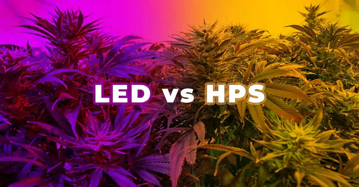 Meilleure Lumière 2021 : LED vs HPS | 🥇 Paradise Seeds