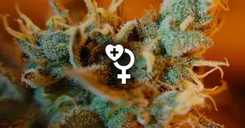 THC:CBD/1:1