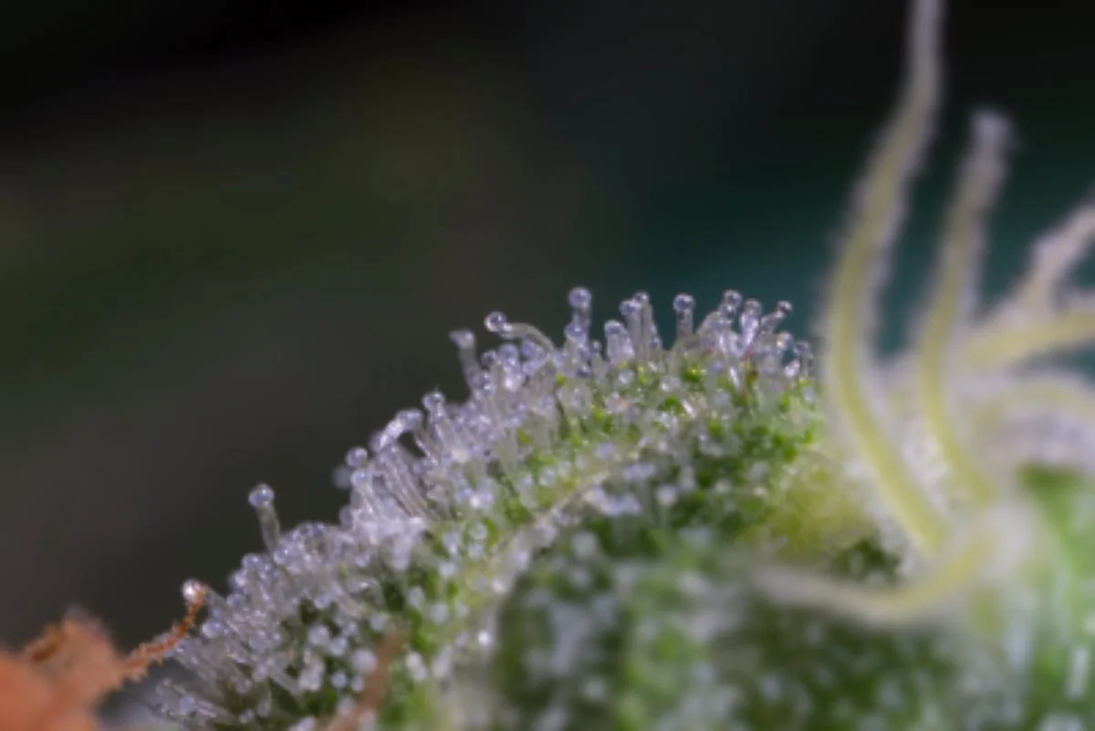 What are Cannabis Trichomes and Why Do They Matter?