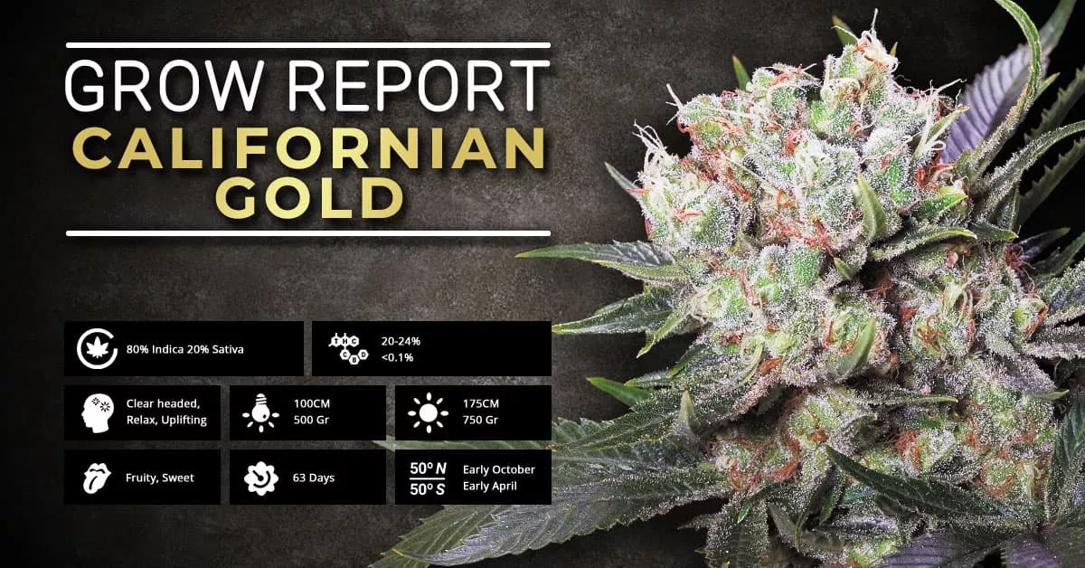 Report di Coltivazione: Californian Gold | Paradise Seeds Webshop