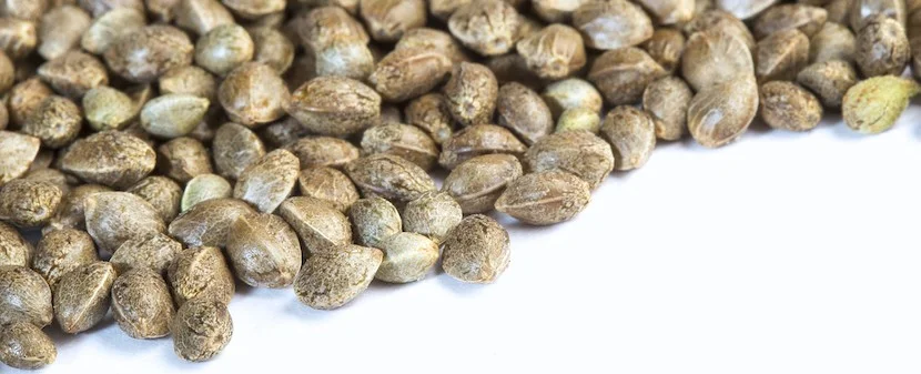 fFeminized vs regular cannabis seeds facts.