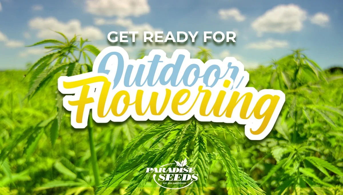 August: Month of Flowering Outdoor Cannabis Plants