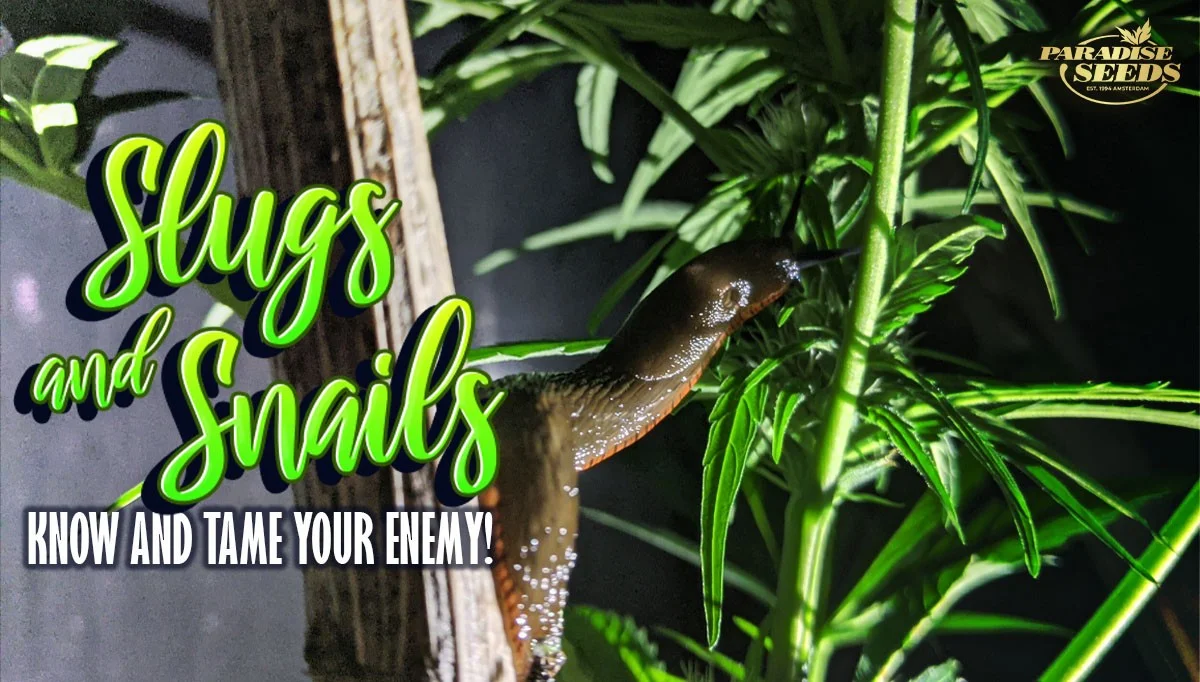Slugs And Snails on Weed Plants. Know and Tame Your Enemy! | Paradise Seeds Webshop