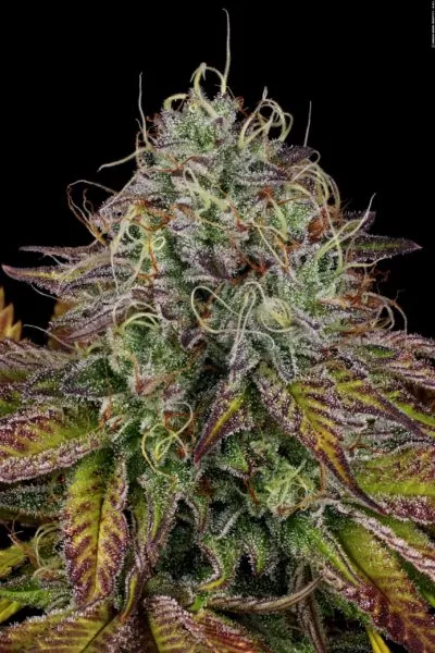 Apricot Candy cannabis strain photo with a black background