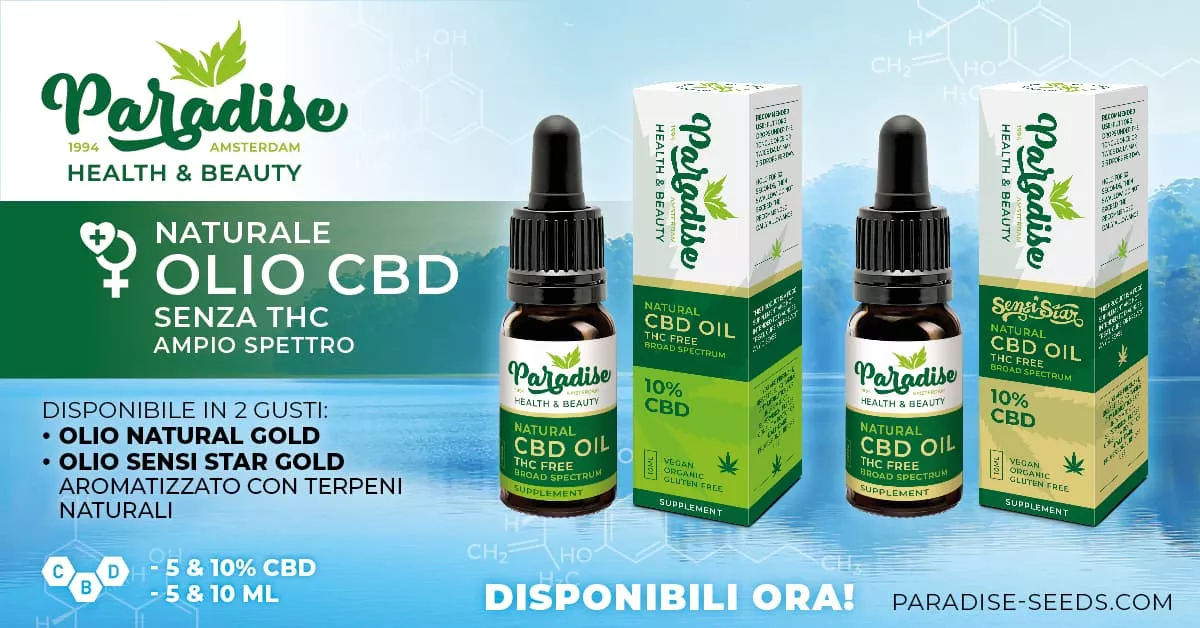 Paradise lancia la Nuova Gamma di Olio di CBD di Alta Qualità | Paradise Seeds Webshop