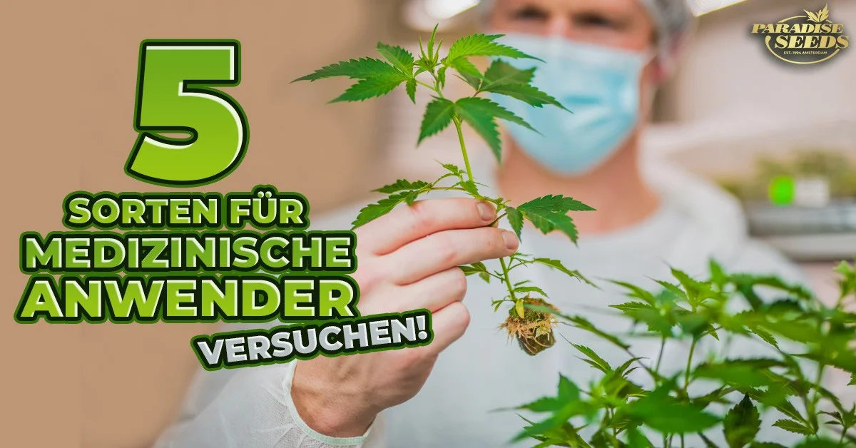 medizinische Cannabissorte