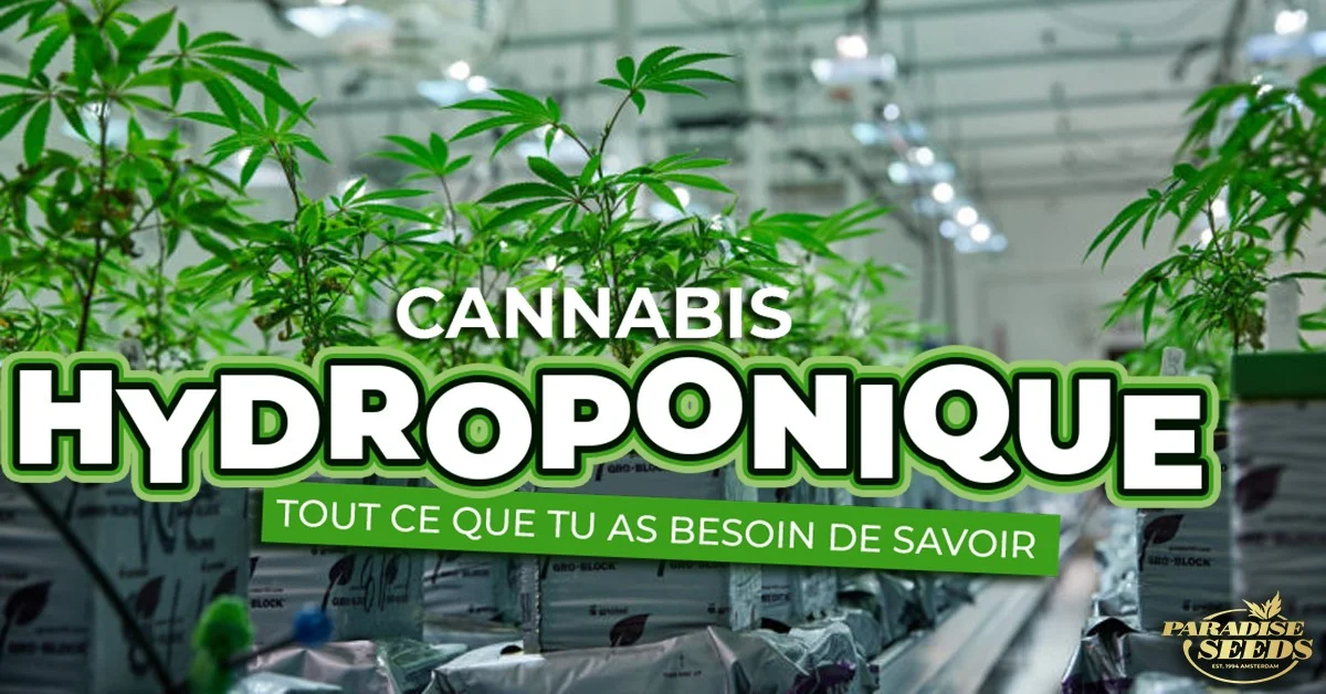 Hydroponie du Cannabis