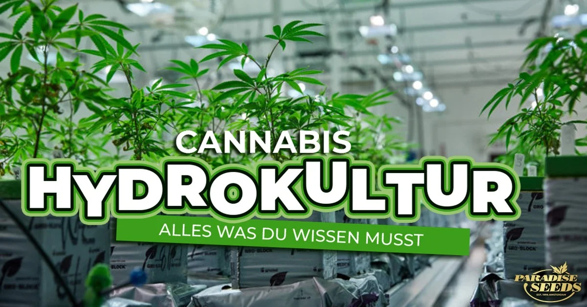 Cannabis Hydrokultur 