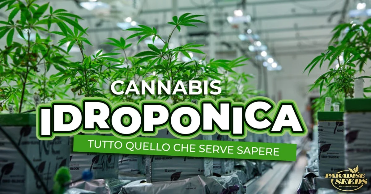 Cannabis Idroponica
