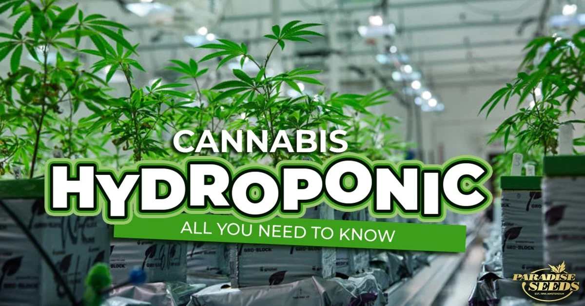 Cannabis Hydroponics