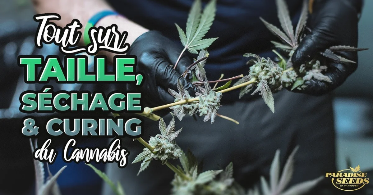 Séchage et le Curing du Cannabis