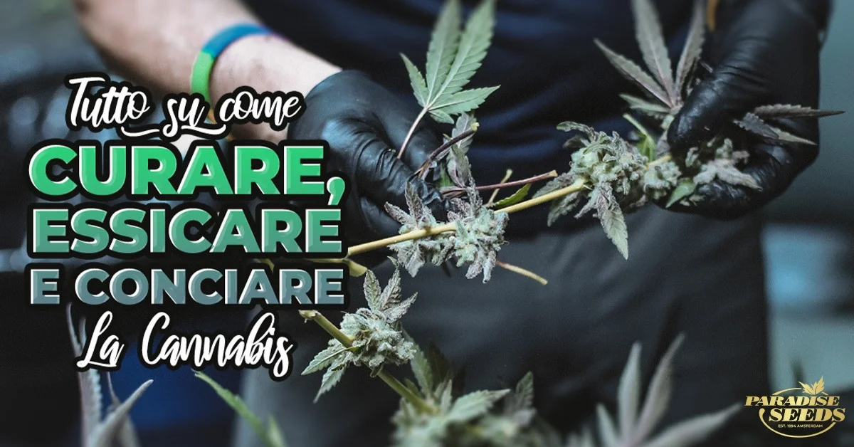 Trimmare Essiccare e Conciare la Cannabis