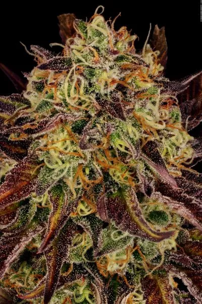 Tangerine Sorbet cannabis strain photo with a black background