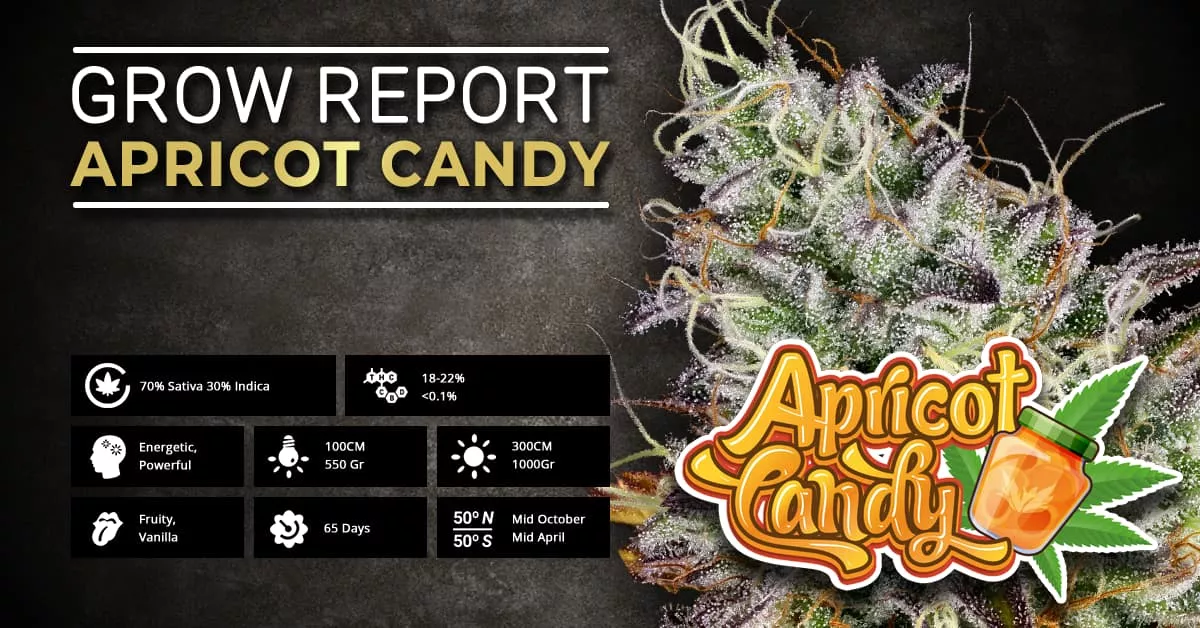 Report di Coltivazione: Apricot Candy | Paradise Seeds Webshop