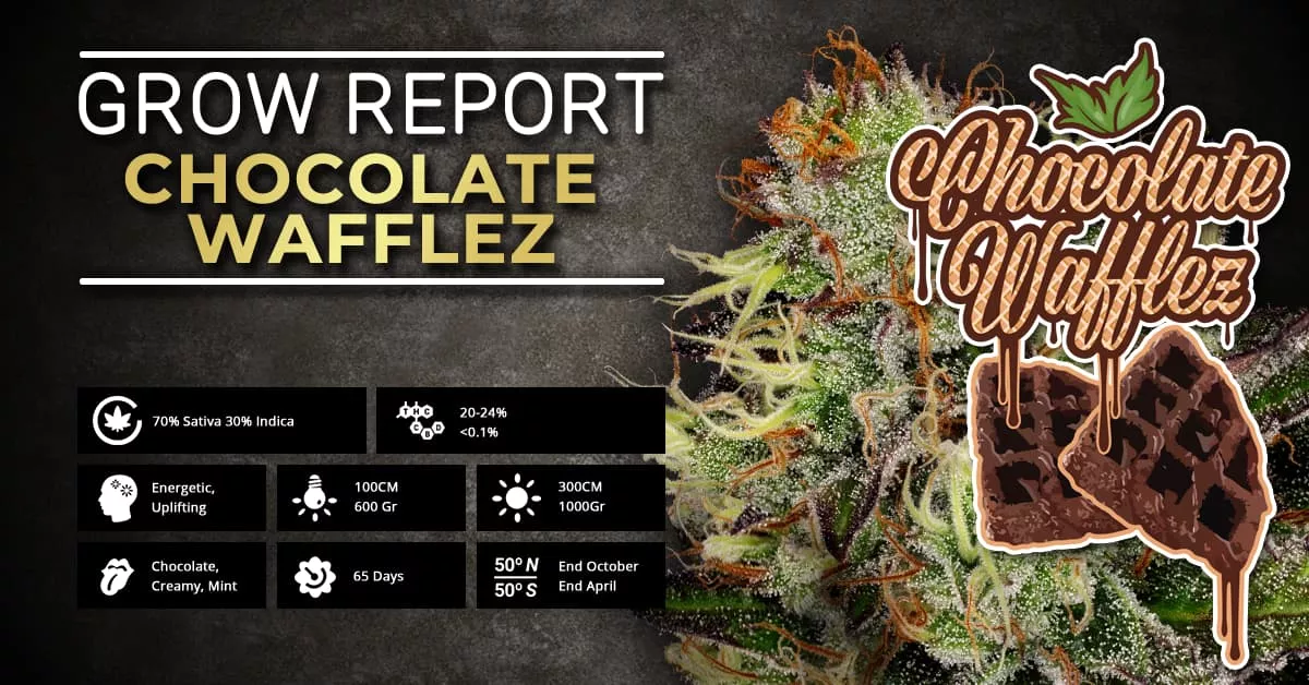 Report di Coltivazione: Chocolate Wafflez | Paradise Seeds Webshop