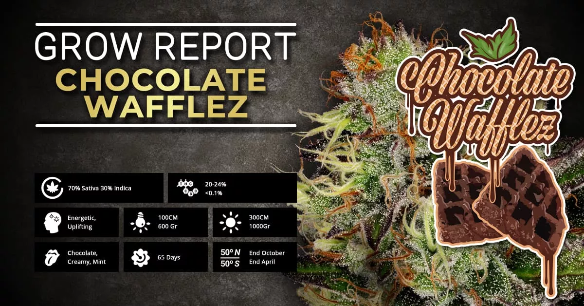 Grow Report: Chocolate Wafflez | Paradise Seeds Webshop Grow Report: Chocolate Wafflez | Paradise Seeds Webshop