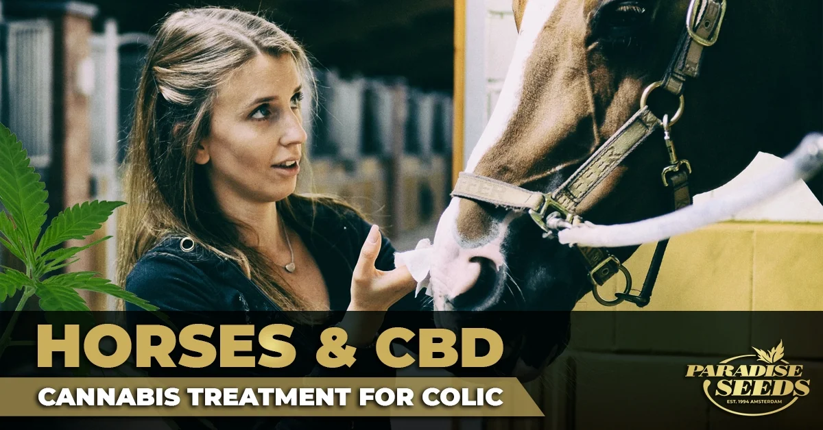 Colic in Horses