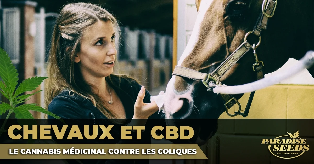 Chevaux et CBD