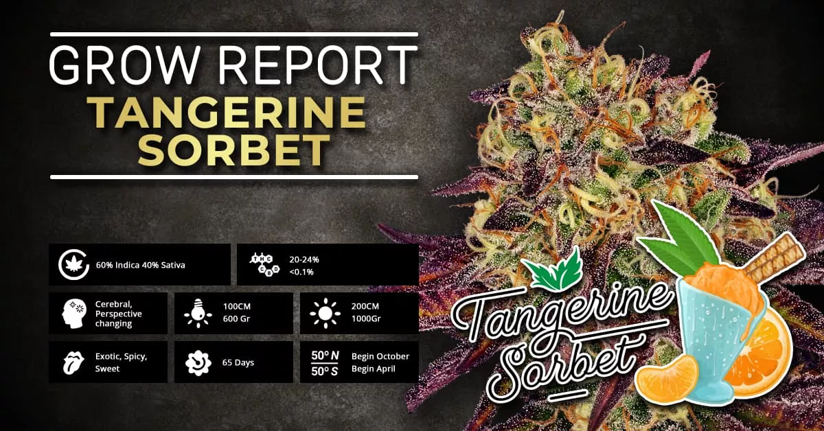 Report di Coltivazione: Tangerine Sorbet | Paradise Seeds Webshop