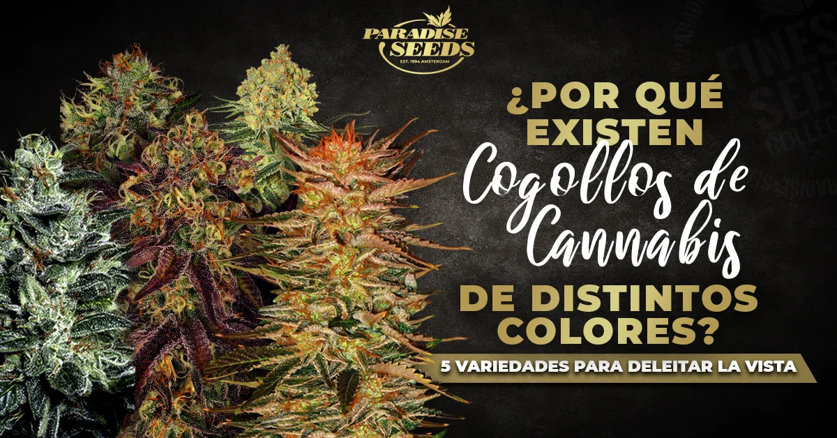 cogollos de cannabis de distintos colores