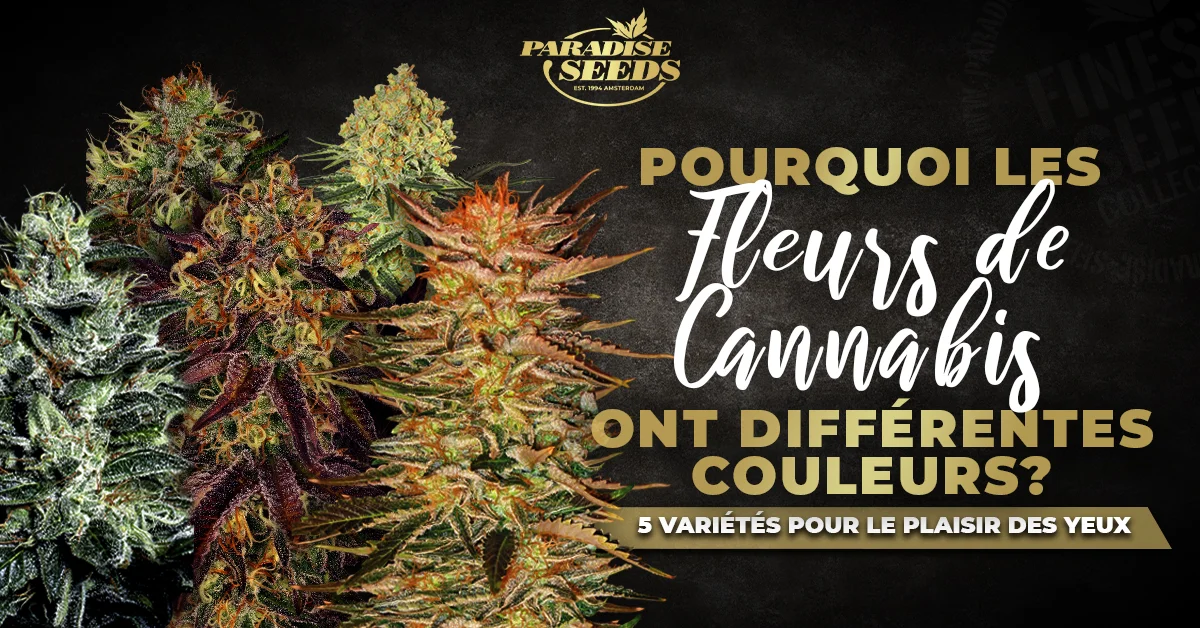 Cannabis ont Différentes Couleurs