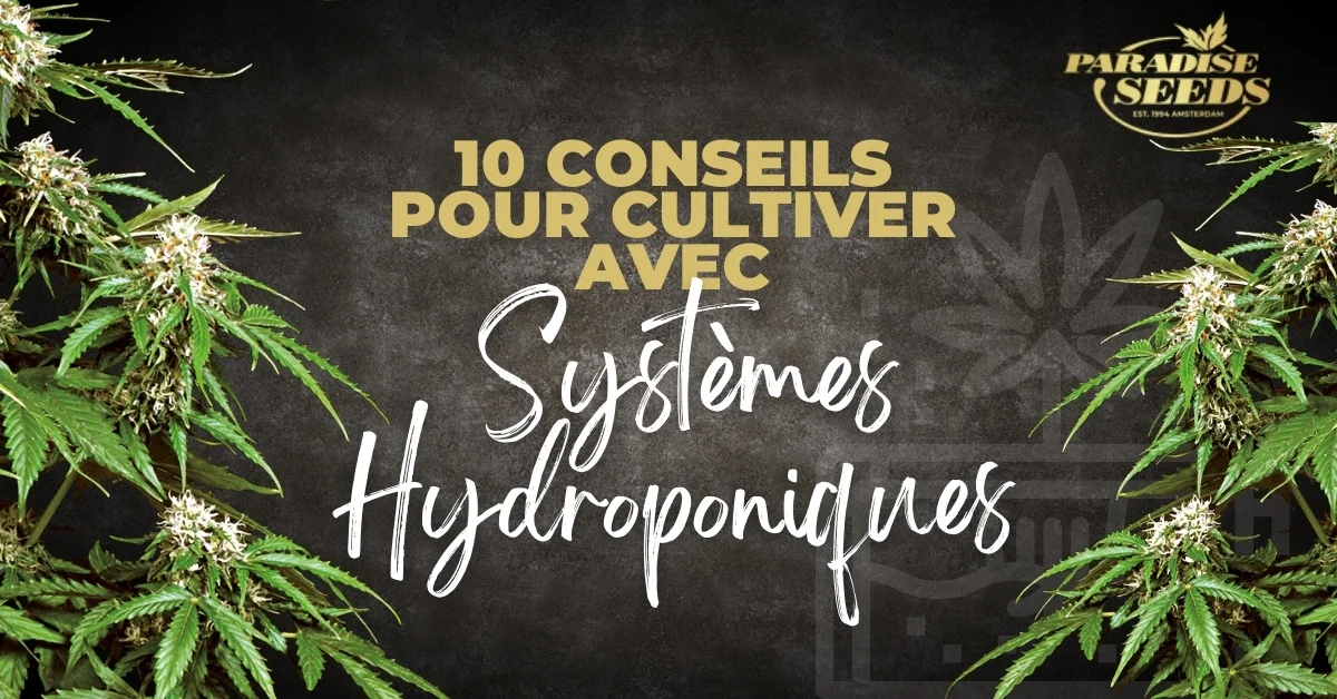 La perlite comme substrat pour la culture du cannabis